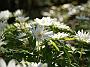 Anemone nem Bracteata Pleniflora2